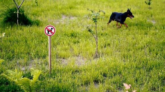 禁止遛狗在标志的背景下遛狗者禁止在草坪上遛狗