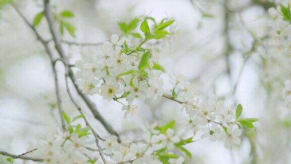 梨花盛开雪白的梨花盛开的树枝缓慢的运动