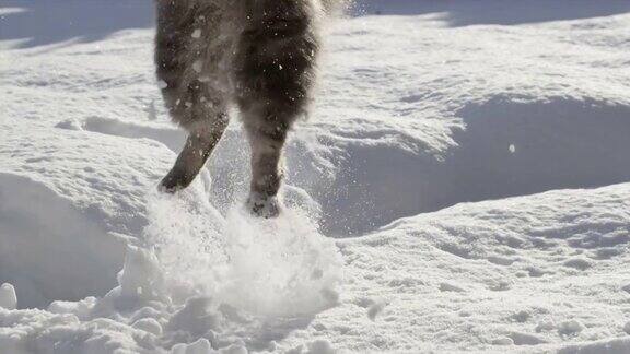 慢镜头:顽皮的猫在雪中跳跃