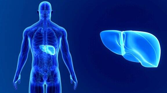 人体肝脏放大与解剖学