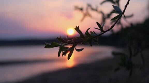 在夕阳的余晖中树枝在风中摇摆