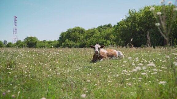有角的牛躺在草地上夏天红奶牛躺在草地上