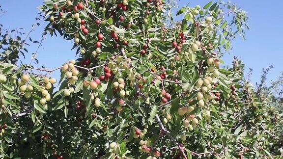 印度枣或啤酒或浆果成熟的果实挂在树枝上