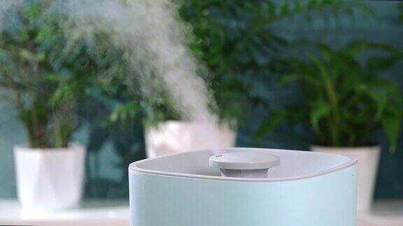 超声波加湿器释放冷蒸汽植物在干燥空气中的养护和水合作用