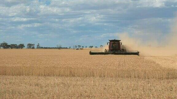 澳大利亚西部的小麦联合收割机