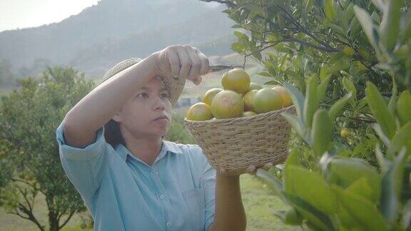 亚洲妇女园丁抱着一篮子的橘子和采摘橘子与剪刀在橘子田花园在早上的时间与慢镜头