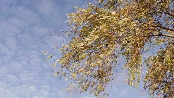 有黄叶的树枝在风中摇摆