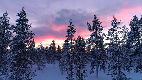 在冬季日落时空中飞过覆盖着新雪的松树林