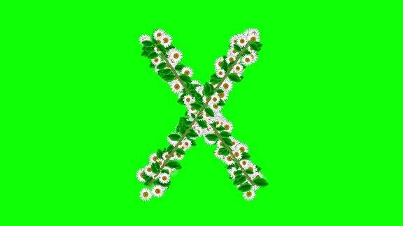 英文字母X与雏菊花在绿色屏幕背景
