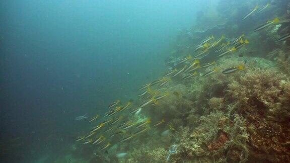 珊瑚礁和热带鱼菲律宾