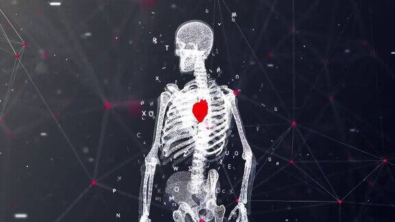 4K人体解剖和心脏详细背景