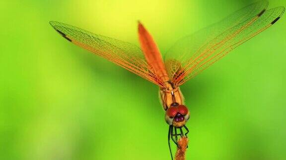 一只美丽的金红色蜻蜓在一株植物的茎干中栖息