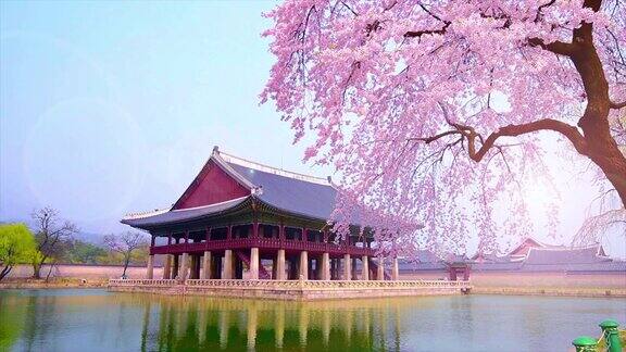 韩国首尔庆福宫春天的樱花