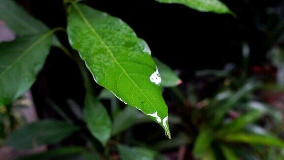 慢镜头:水滴在树叶上