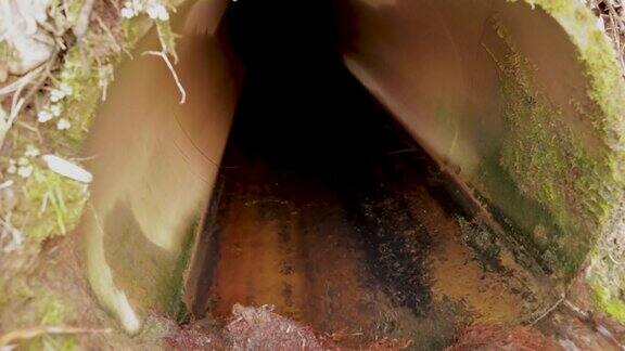 一条古老的水渠里面长满了苔藓