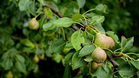 雨后农村农场果树上未成熟的梨健康饮食