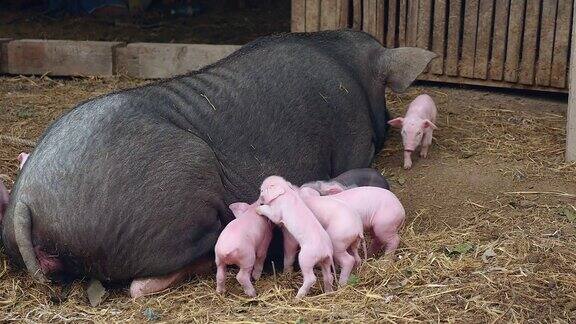 母猪躺在农场的院子里小猪在周围试图抓住奶头