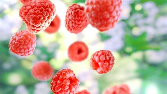新鲜的树莓