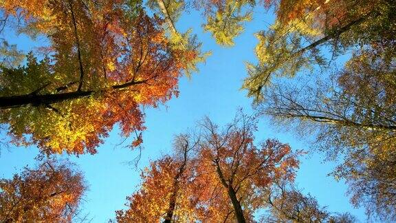 秋天阳光普照的树梢
