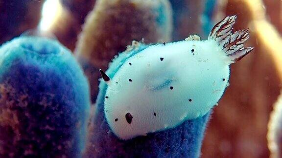 裸鳃海蛞蝓