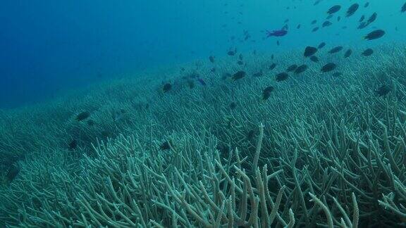 小热带鱼在鹿角硬珊瑚群中成群结队