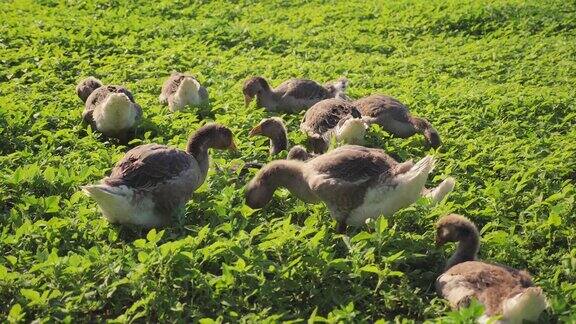 一群鹅在青草上吃草