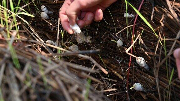 农民在花园里采摘小白蚁蘑菇大多数人都能吃这些蘑菇