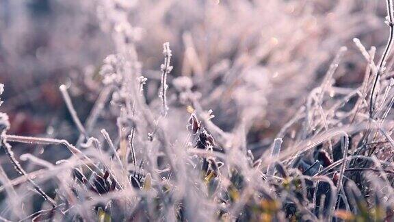 霜植物与白色白霜在早晨的阳光在冬天的森林