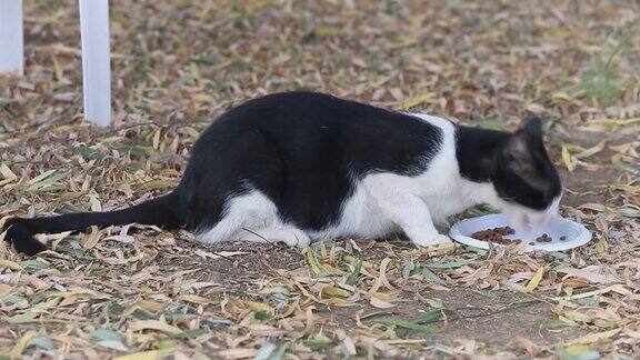 从右边看一只无家可归的黑白猫在吃草