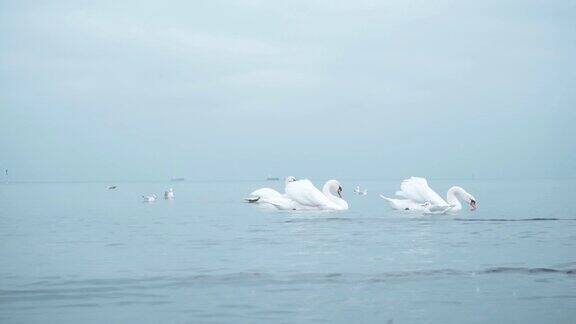 格但斯克附近波罗的海上的天鹅