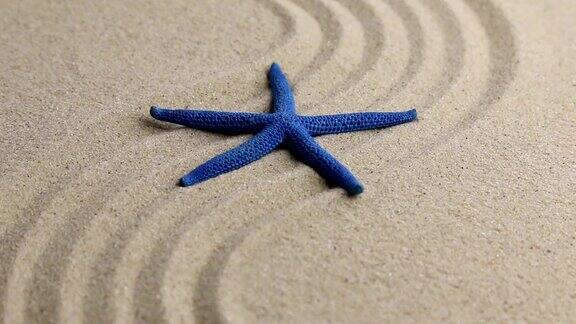 近似的海星躺在沙滩上