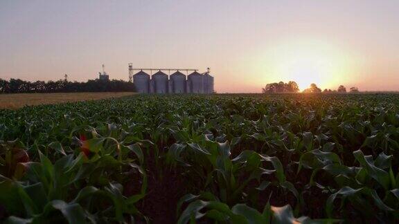 日落时分的玉米地和谷仓