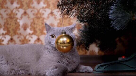绿色眼睛的灰色英国纯种猫跟随圣诞树玩具的运动