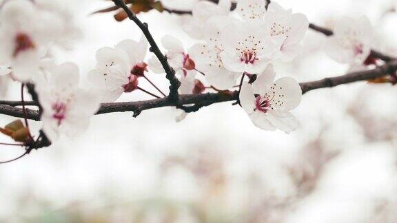 春风吹梅花树花