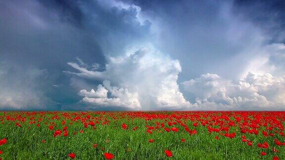 红色的罂粟花和多云的天空