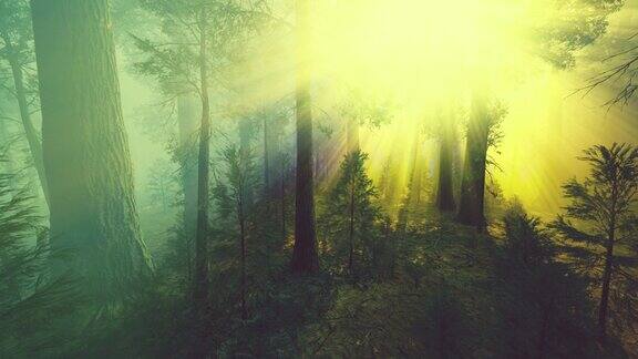巨大的红杉林中的晨雾