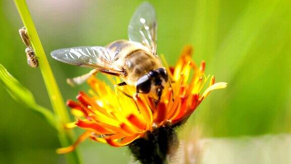 黄蜂从高山绉花收集花蜜