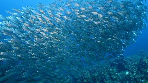 加勒比海底大量鱼群迁徙