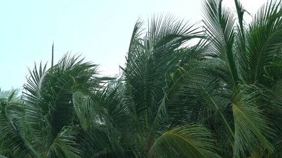 风暴吹着椰子树