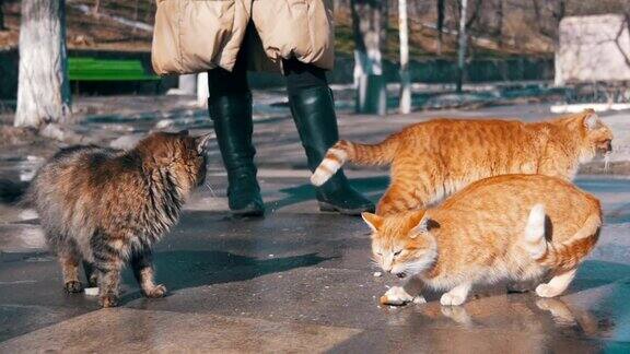 早春时节一位妇女在街上给无家可归的猫喂面包慢动作