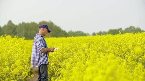 农民用数字平板检查油菜在田间开花