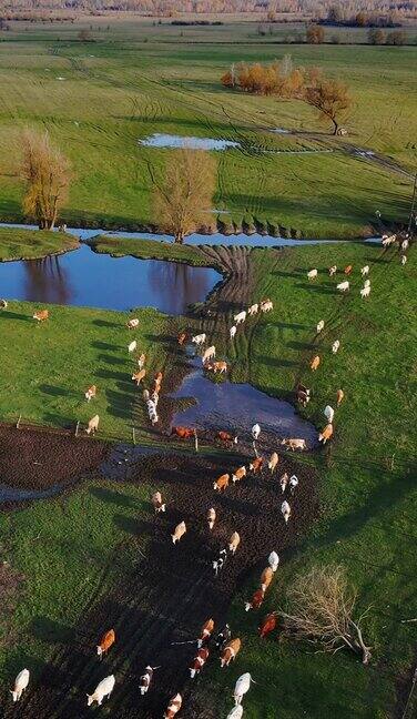 垂直农场生活着一大群空中的奶牛正在美丽的野生景观绿色草地上放牧从事畜牧业