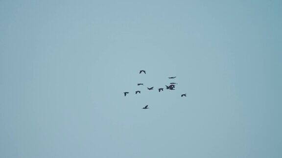 一群飞在树上的椋鸟(椋鸟属)