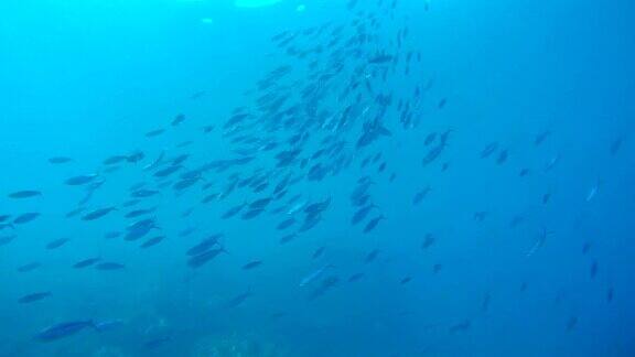 条纹燧发枪(CaesioStriata)游泳在蓝色的水红海埃及非洲