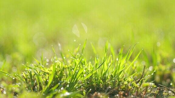 小草上的露珠在清晨的阳光下闪闪发光领域的草