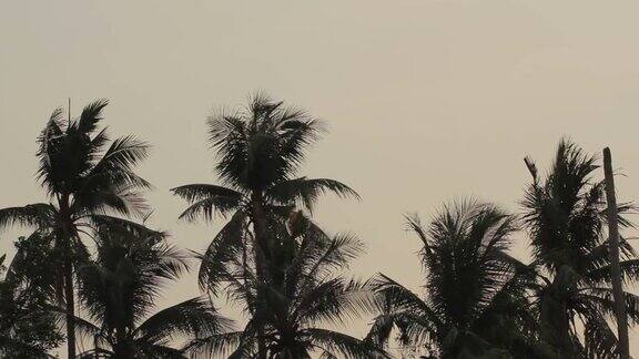 日落时分风中的椰子树