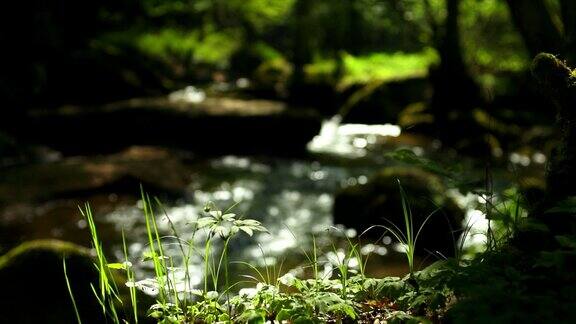 小溪在春天森林多莉拍摄
