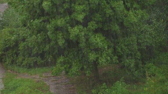 在树叶的背景下下着大雨