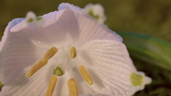 花粉和雪花莲的微距镜头