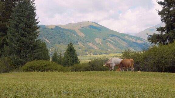 在山谷高地的夏季牧场上放牧的公牛和母牛